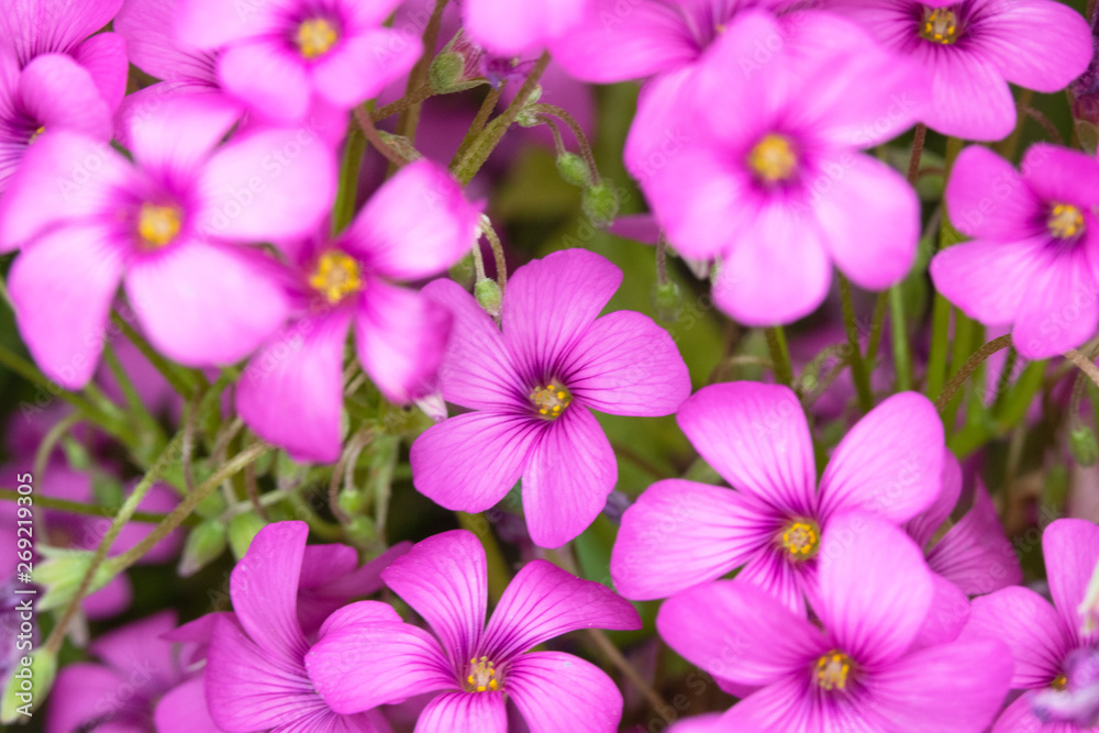 Pink Flowers from a Fake Shamrock Oxalis Plant Pink Flowers from a Fake Shamrock Oxalis Plant