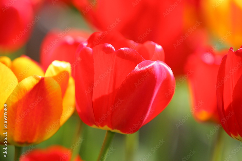 Beautiful colored red and yellow tulips on a field, postcard or greetingscard for easter and motherday Beautiful colored red and yellow tulips on a field, postcard or greetingscard for easter and motherday