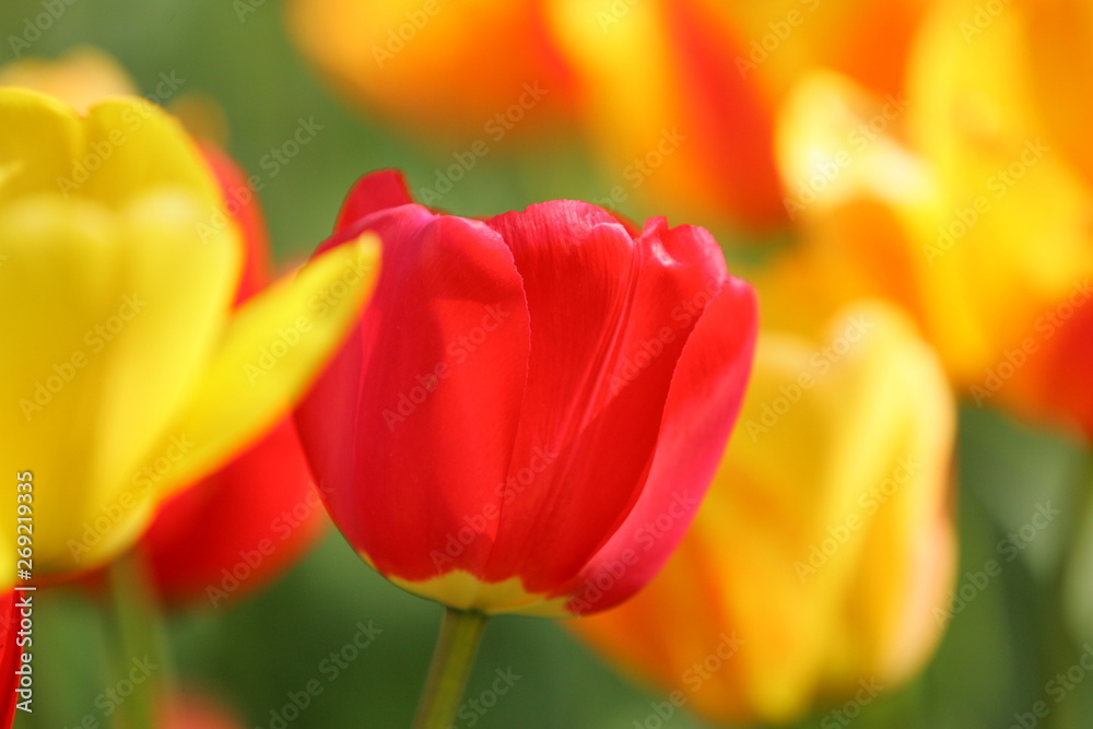 Beautiful colored red and yellow tulips on a field, postcard or greetingscard for easter and motherday Beautiful colored red and yellow tulips on a field, postcard or greetingscard for easter and motherday