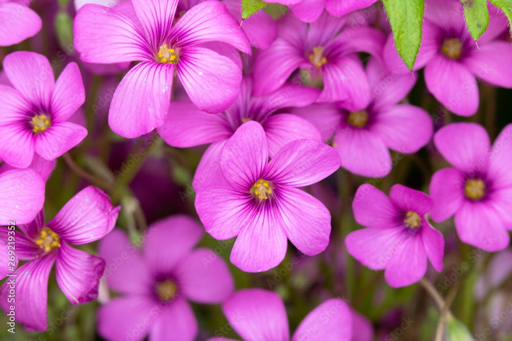 Pink Flowers from a Fake Shamrock Oxalis Plant