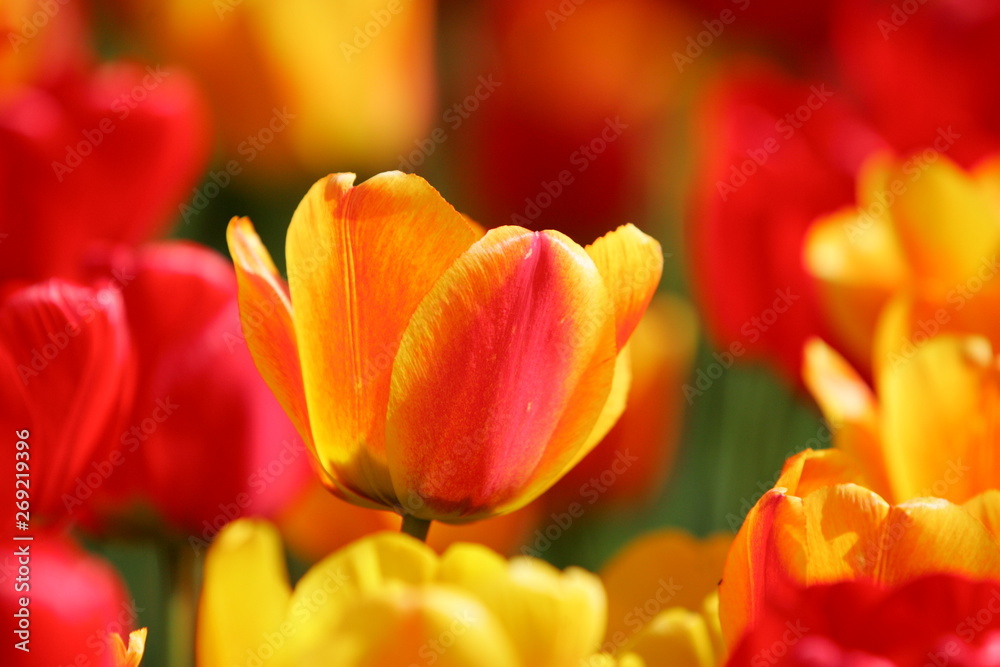 Beautiful colored red and yellow tulips on a field, postcard or greetingscard for easter and motherday Beautiful colored red and yellow tulips on a field, postcard or greetingscard for easter and motherday