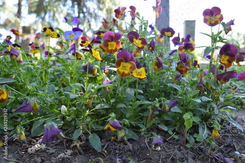 flowers in the garden