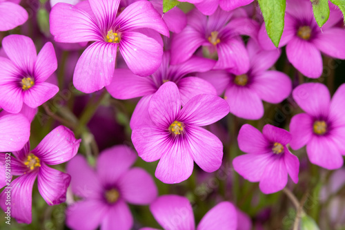 Pink Flowers from a Fake Shamrock Oxalis Plant © squeebcreative