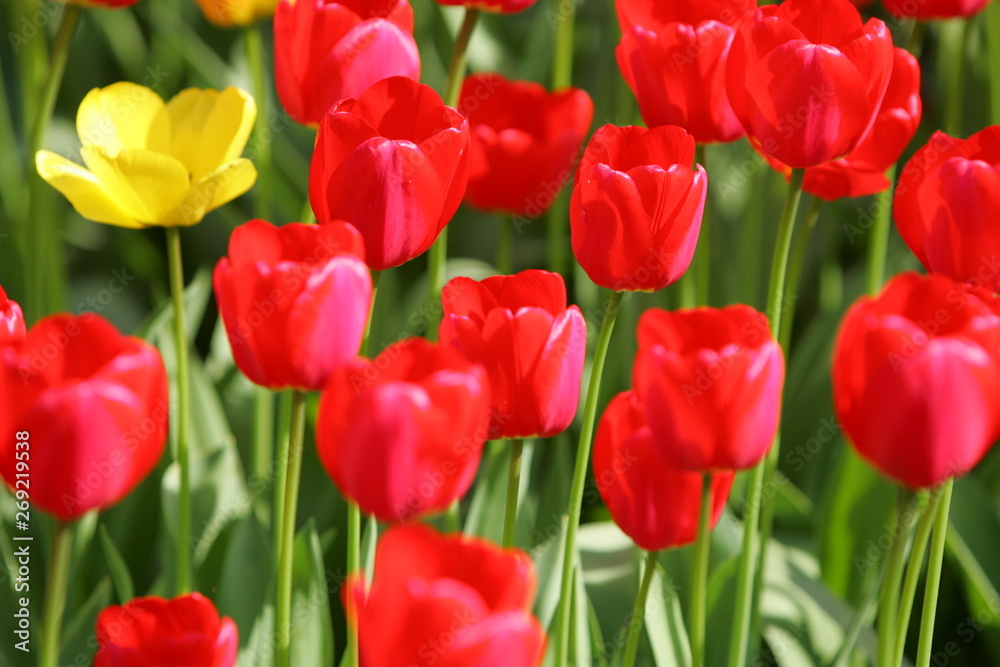 Beautiful colored red and yellow tulips on a field, postcard or greetingscard for easter and motherday
