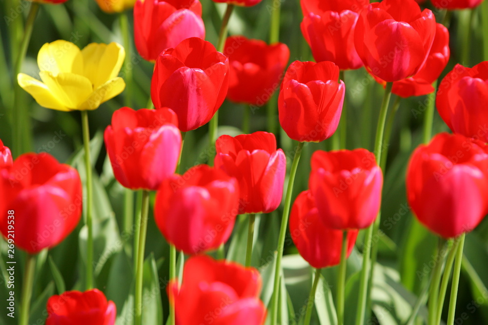 Beautiful colored red and yellow tulips on a field, postcard or greetingscard for easter and motherday Beautiful colored red and yellow tulips on a field, postcard or greetingscard for easter and motherday