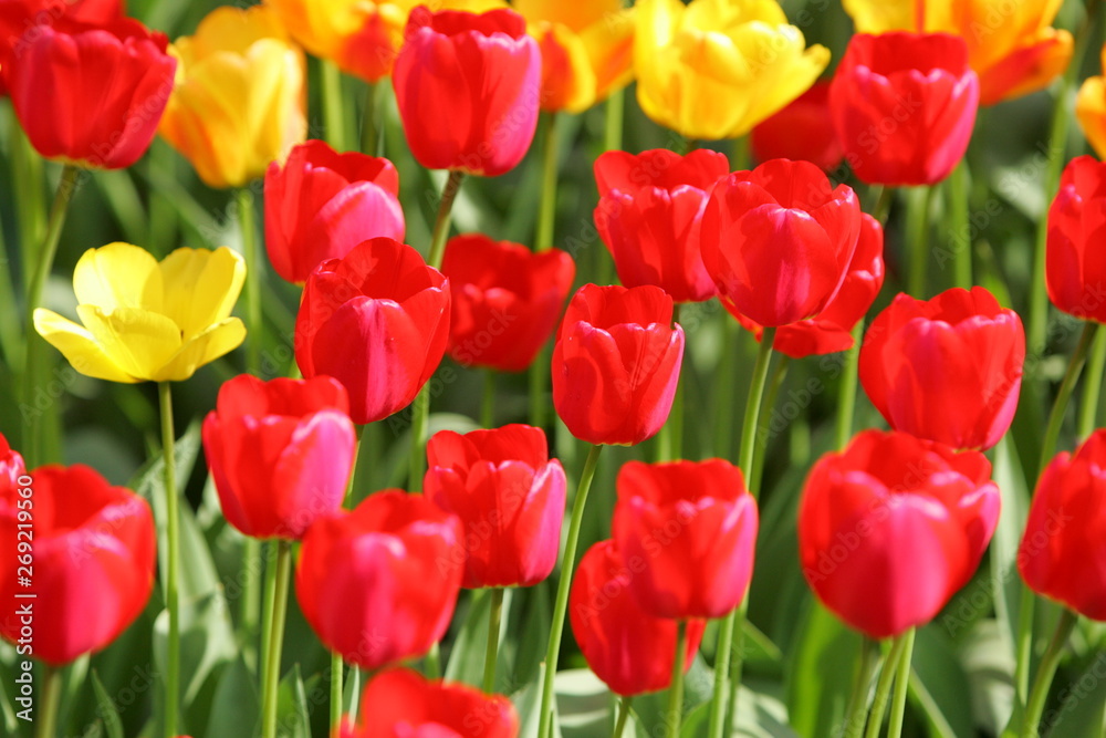 Fototapeta premium Beautiful colored red and yellow tulips on a field, postcard or greetingscard for easter and motherday