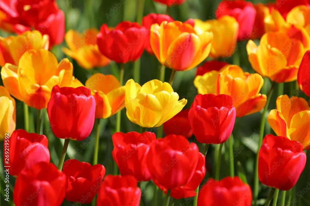 Beautiful colored red and yellow tulips on a field, postcard or greetingscard for easter and motherday Beautiful colored red and yellow tulips on a field, postcard or greetingscard for easter and motherday