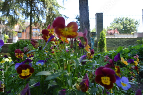 flowers in the garden