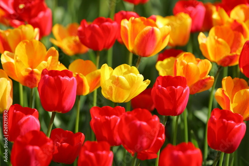 Beautiful colored red and yellow tulips on a field, postcard or greetingscard for easter and motherday