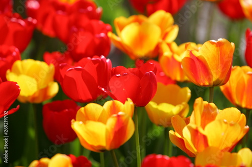 Beautiful colored red and yellow tulips on a field, postcard or greetingscard for easter and motherday