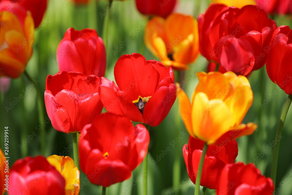 Beautiful colored red and yellow tulips on a field, postcard or greetingscard for easter and motherday