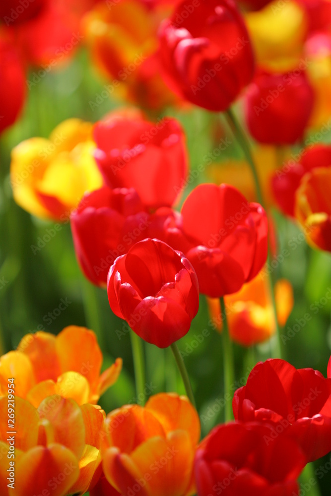 Beautiful colored red and yellow tulips on a field, postcard or greetingscard for easter and motherday Beautiful colored red and yellow tulips on a field, postcard or greetingscard for easter and motherday