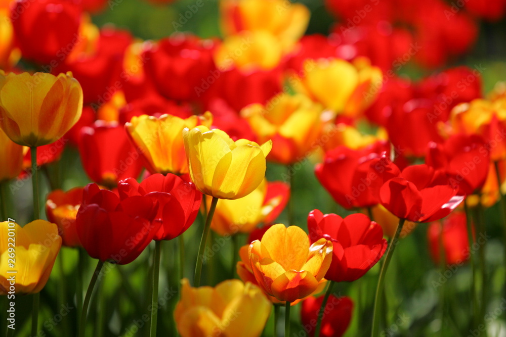 Beautiful colored red and yellow tulips on a field, postcard or greetingscard for easter and motherday Beautiful colored red and yellow tulips on a field, postcard or greetingscard for easter and motherday