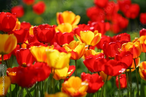 Beautiful colored red and yellow tulips on a field, postcard or greetingscard for easter and motherday