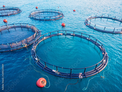 Salmon fish farm aquaculture blue water. Aerial top view