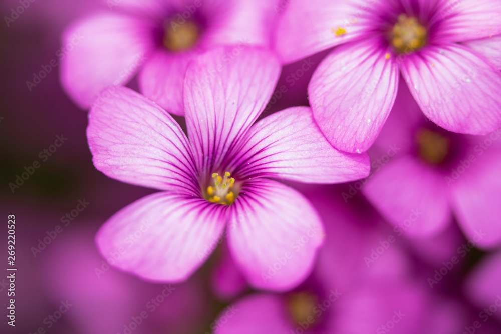 Pink Flowers from a Fake Shamrock Oxalis Plant