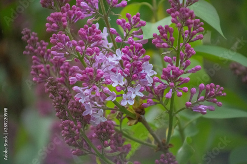 lilac  spring  background  flower  blooming  blossom  bush  garden  bloom  nature  branch  purple  beauty  summer  plant  season  floral  green  beautiful  leaf  pink  botany  natural  color  blossomi