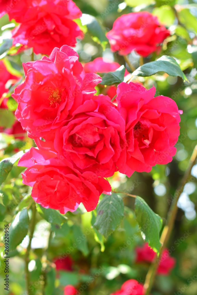 red roses in garden red roses in garden