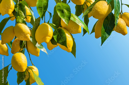 Fresh yellow ripe lemons with green leaves
