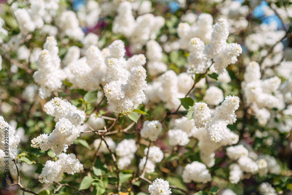 beautiful white lilac blooms in spring in the garden beautiful white lilac blooms in spring in the garden