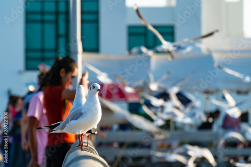 Copy space of Seagulls stand perched on a concrete fence. There are blur people standing in background. During the sunset.