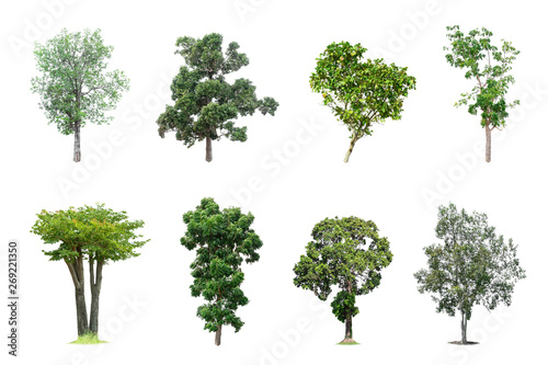 The collection many tree species included isolated on white background.