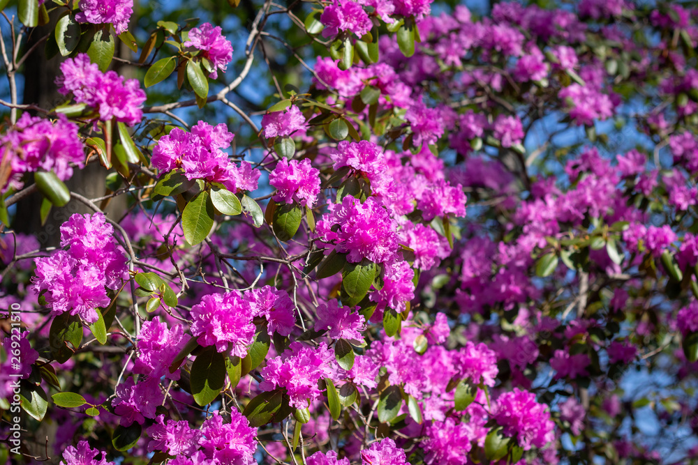 Rhododendron trees closeup at spring full bloom