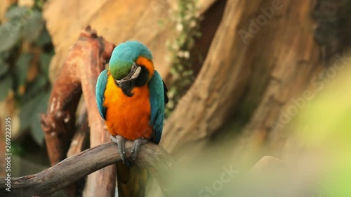 Wallpaper Mural A pair of macaw parrots. repeat each other's movements Torontodigital.ca