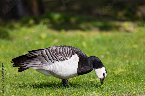 Barnacle goose in the grass outdoors