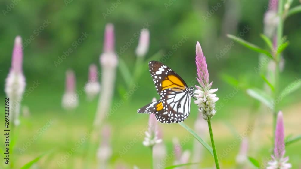 Beautiful Butterfly In The Nature. Beautiful Butterfly In The Nature.