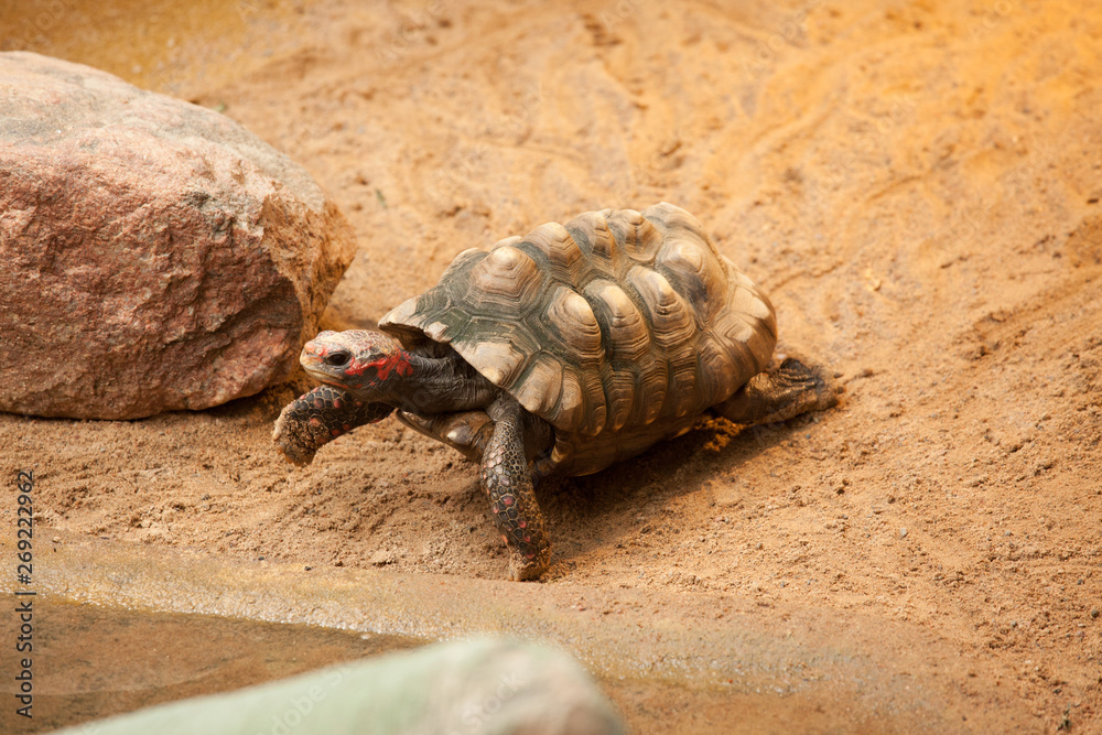 Fototapeta premium Turtle in the zoo going for swim