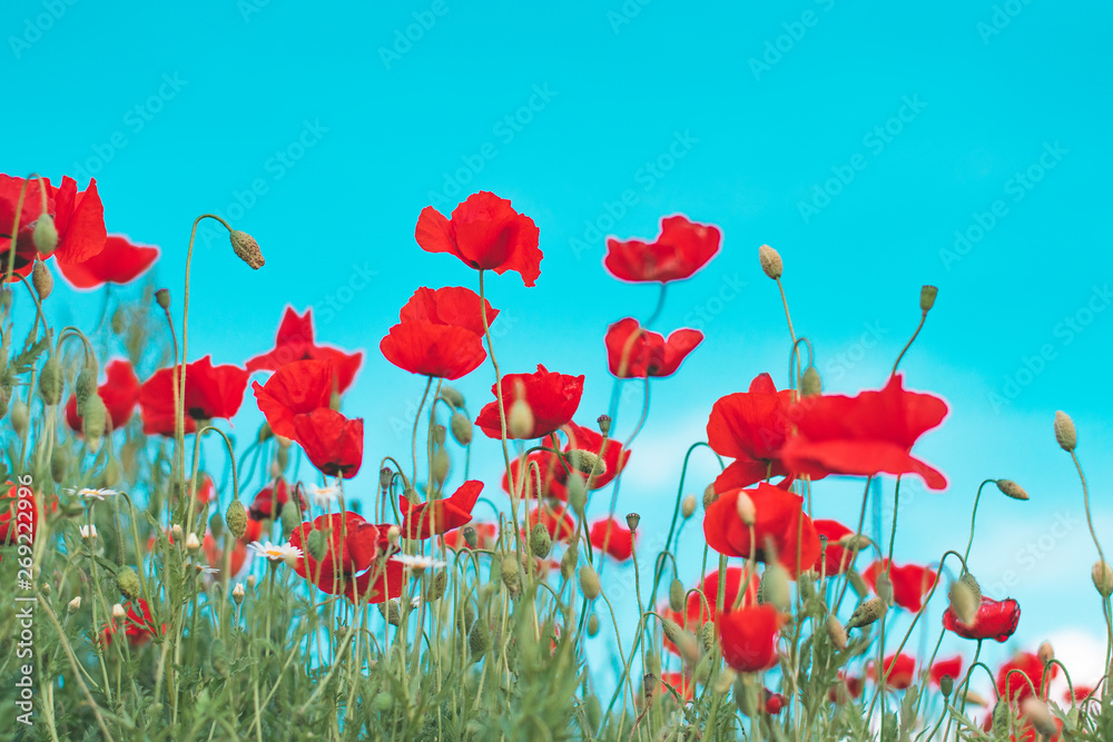 Naklejka premium Red poppy flower in field