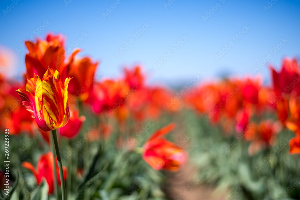 Low-Viewpoint Orange and Red Tulips Farm Grown