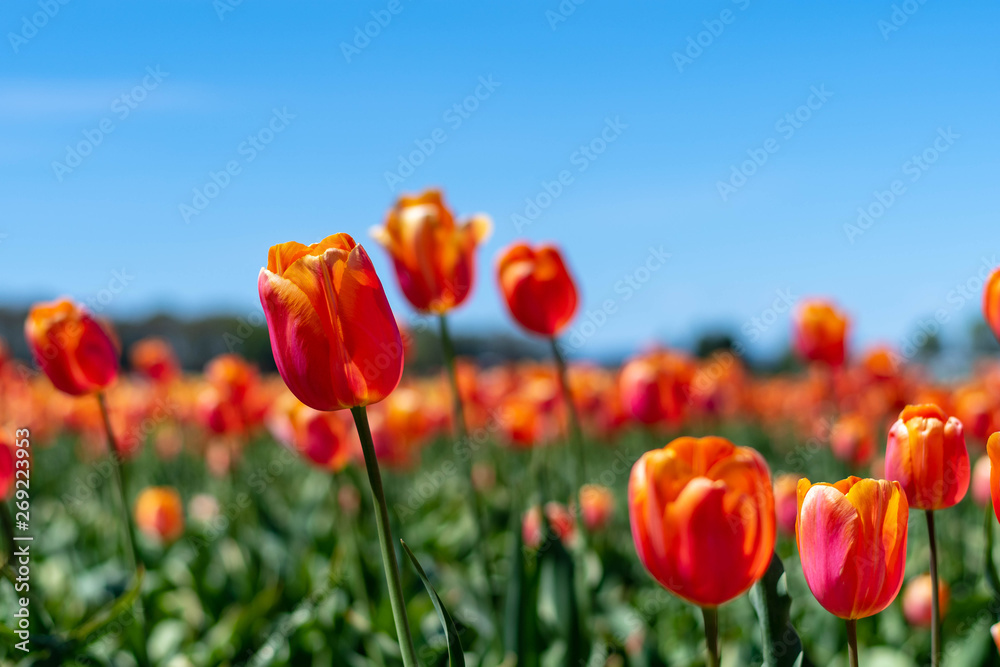 Orange and Red Tulips Growing on a Farm Orange and Red Tulips Growing on a Farm