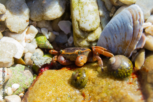 Red little crab