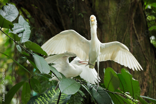 Foto Cattle egret courtship display