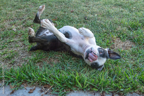 Mina Moo, the bostain terrier