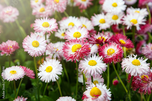 Close up summer field with pink daisies. Herb plants. Floral  nature background