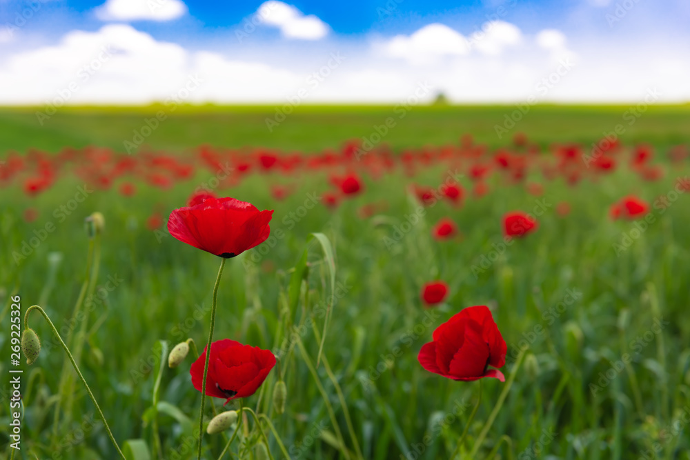 Green field with blooming red poppies