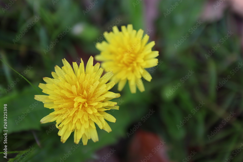 dandelion in the grass dandelion in the grass