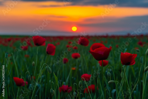 Field with blooming red poppies at sunset time