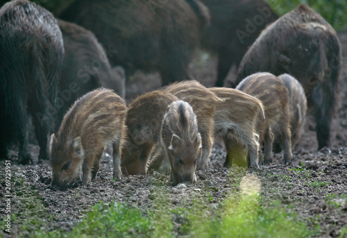 Wild hogs in the forest