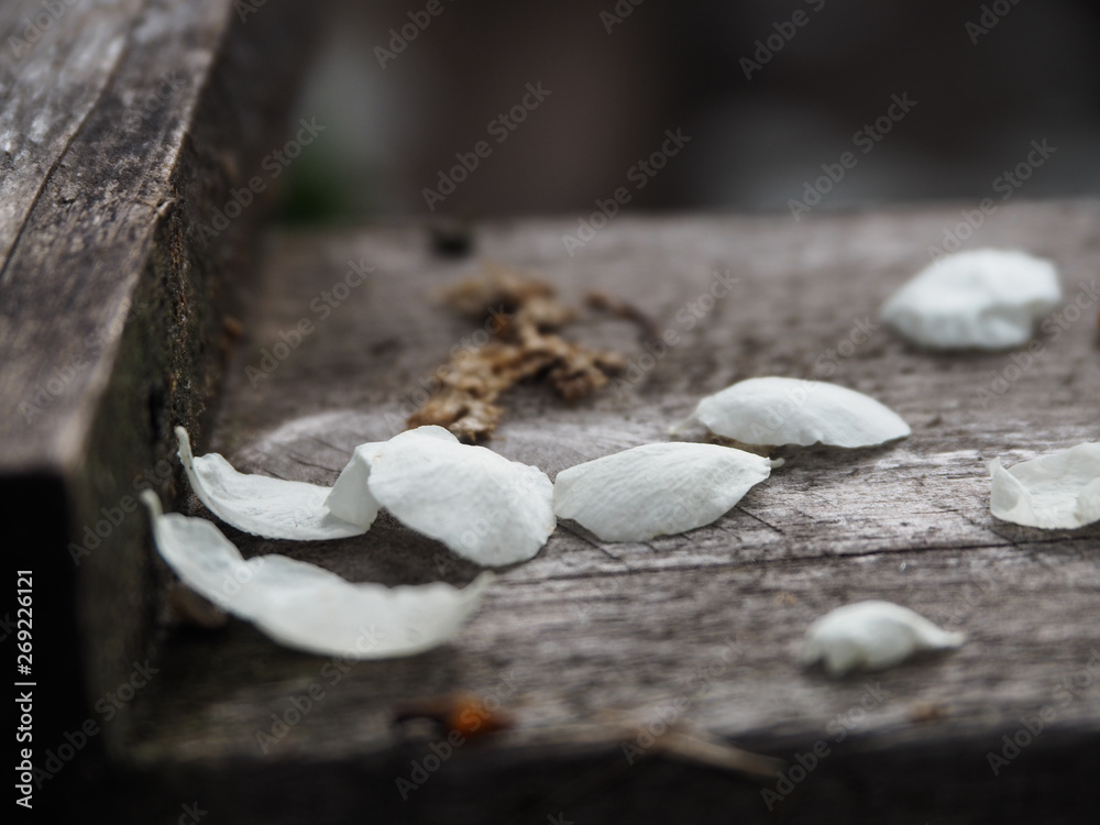 Fallen cherry petals on gray wooden surface Fallen cherry petals on gray wooden surface