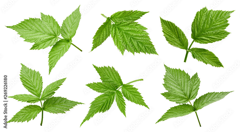 Raspberry leaf isolated Raspberry leaf isolated