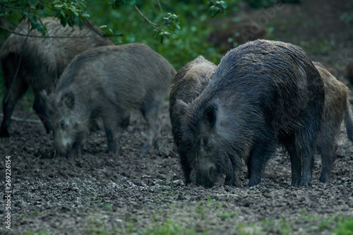 Wild hogs in the forest