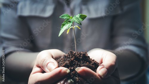 The young person hold in his hand sprout of medical marijuana.
