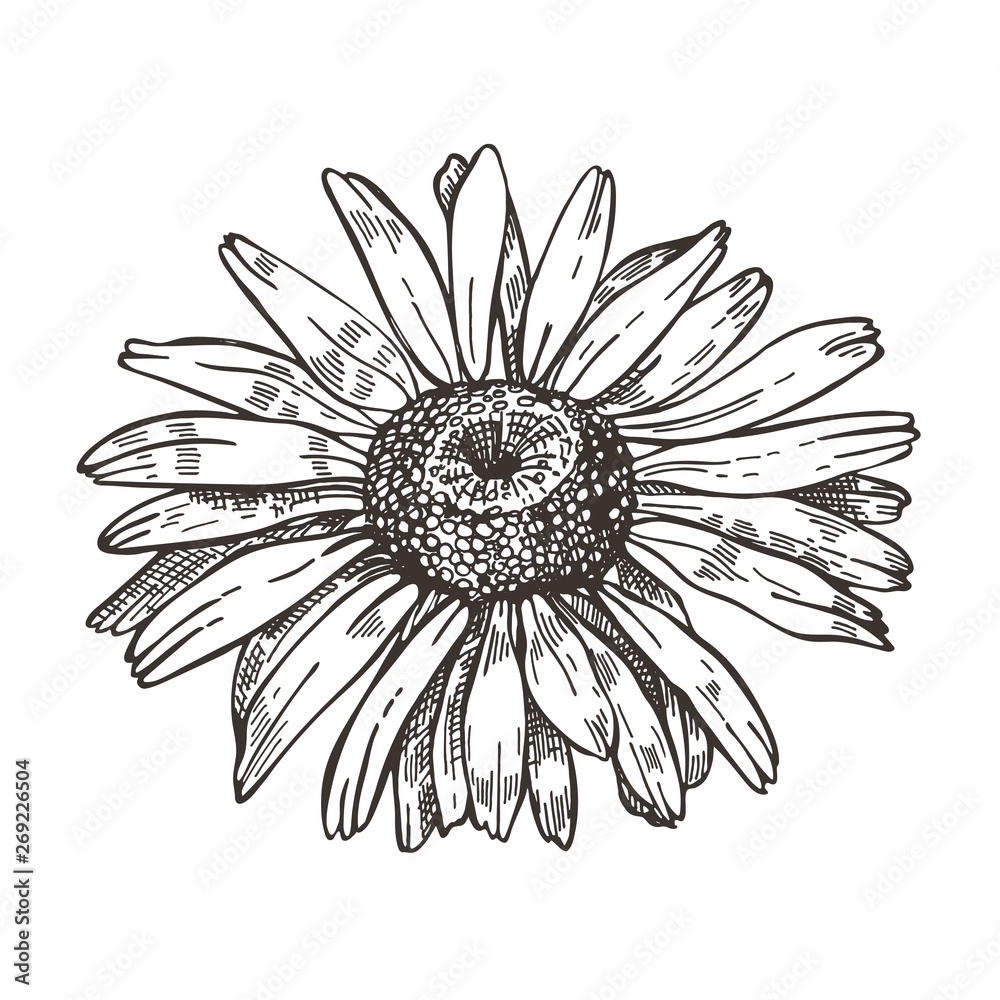 Vector image of daisy flower. Sketch style drawing.