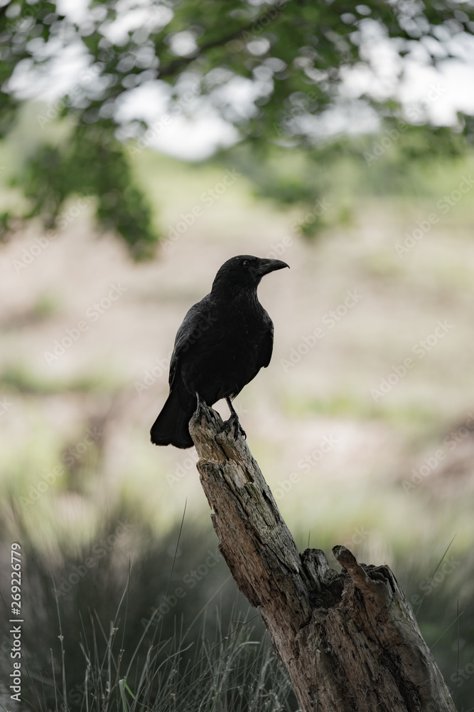 Fototapeta premium big raven on a branch in the forest