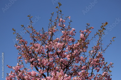 Photography Close up of Japanese Cherry Blossom flowers or Sakura across blue sky, Daikanyam