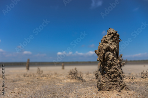 driftwood on beach